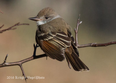Ash-throated Flycatcher (4)
