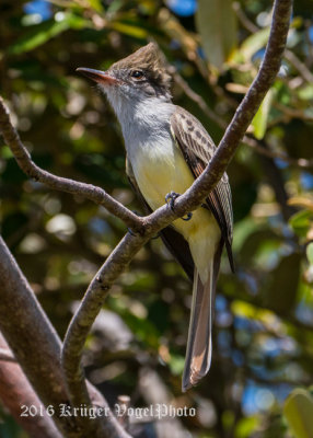 Grenada Flycatcher (4)