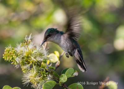 Antillean Crested Hummingbird (female) 0489.jpg