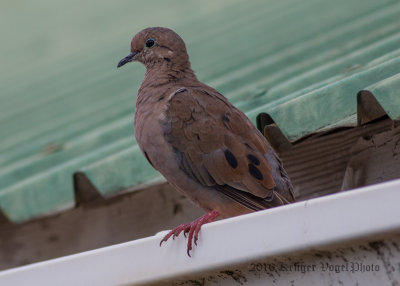 Eared Dove (4)