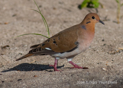 Doves