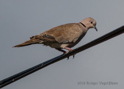 Eurasian Collared Dove 0830.jpg