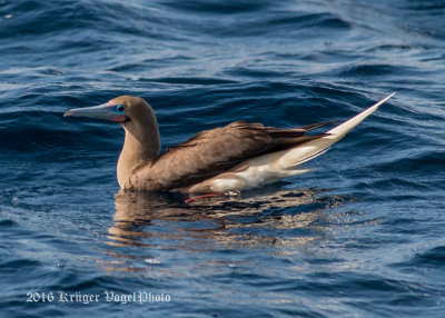 Red-footed Booby 1111.jpg