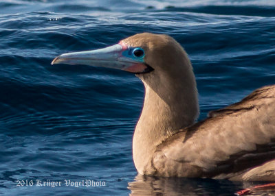 Red-footed Booby 1111a.jpg