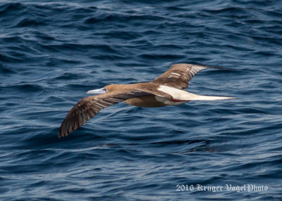 Red-footed Booby 1118.jpg