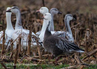 Snow Geese 1417.jpg