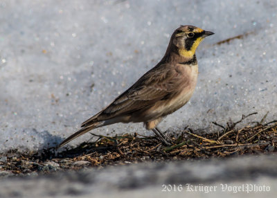 Horned Lark-1811.jpg