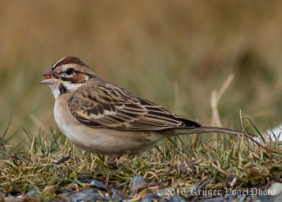 Lark Sparrow-2315.jpg