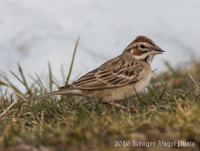 Lark Sparrow-2329.jpg