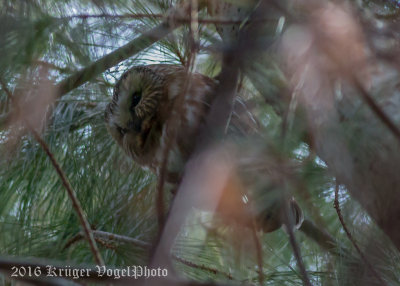 Northern Saw-whet Owl-2551.jpg