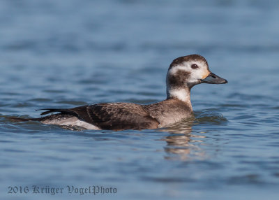 Long-tailed-Duck-(female)-2594.jpg