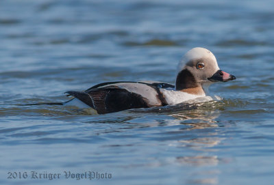 Long-tailed-Duck-(male)-2600.jpg