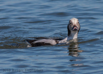 Long-tailed-Duck-(male)-2604.jpg