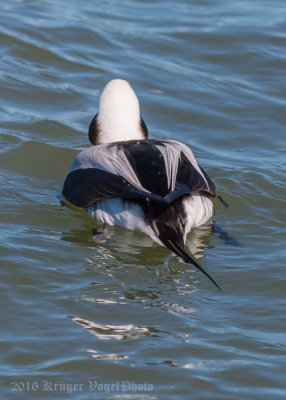 Long-tailed-Duck-(male)-2885.jpg