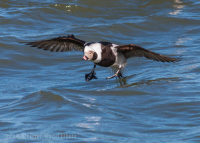 Long-tailed-Duck-(male)-2915.jpg