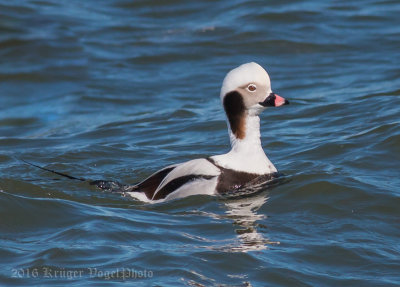 Long-tailed-Duck-(male)-3057.jpg