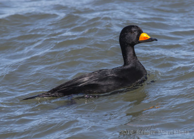 Black Scoter-(male)-3049.jpg