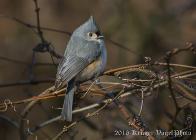 Tufted Titmouse-3568.jpg