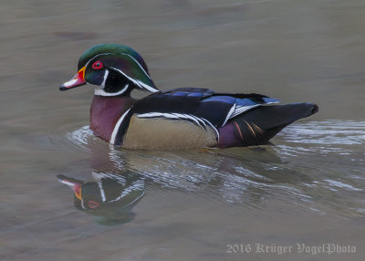 Wood Duck-(male)-3760.jpg
