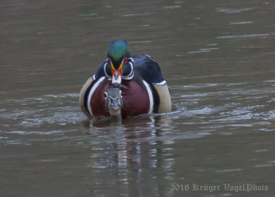 Wood Ducks-3772.jpg