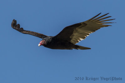 Turkey Vulture-4165.jpg