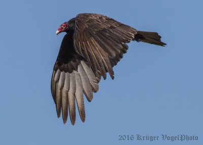 Turkey Vulture-4137.jpg