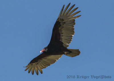 Turkey Vulture-4171.jpg