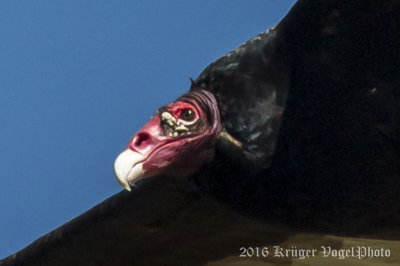 Turkey Vulture-4170.jpg