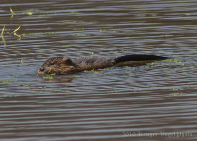 Muskrat-3947.jpg