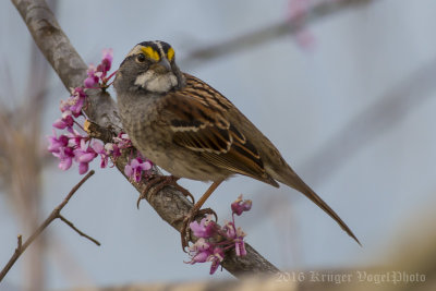 White-throated Sparrow (5)