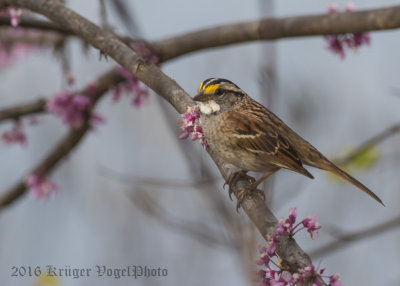 White-throated Sparrow-4709.jpg