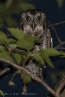 Eastern Screech-Owl-4727.jpg