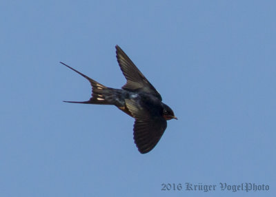 Barn Swallow-4779.jpg