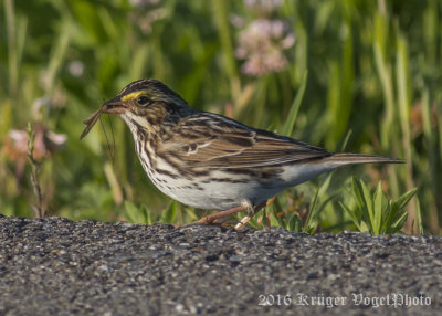 Savannah Sparrow-4764.jpg
