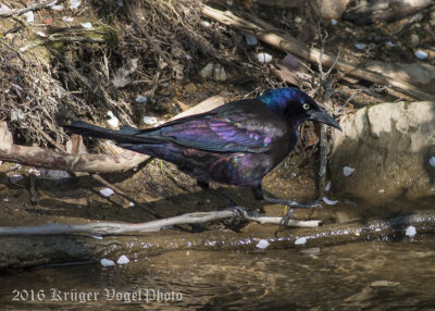 Common Grackle (male)-4083.jpg