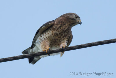 Broad-winged Hawk (1)