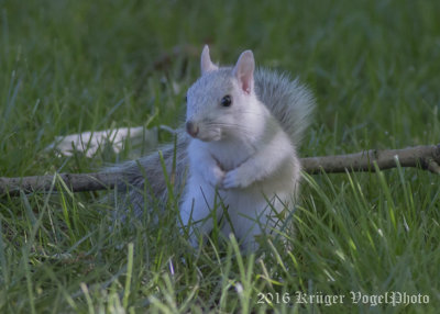 Eastern Gray Squirrel-5405.jpg