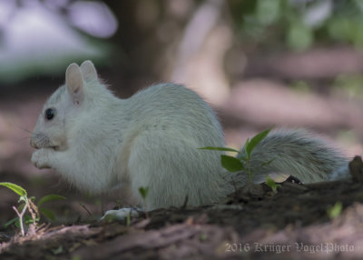 Eastern Gray Squirrel-5396.jpg