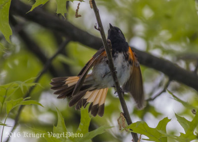 American Redstart (male)-5233.jpg