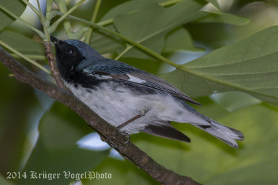 Black-throated Blue Warbler (male)-5382.jpg