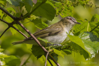 Red-eyed Vireo-5484.jpg