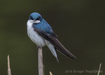 Tree Swallow-5447.jpg