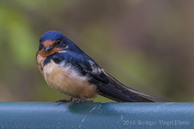 Barn Swallow (male)-5211.jpg