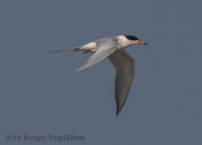 Common Tern-5998.jpg