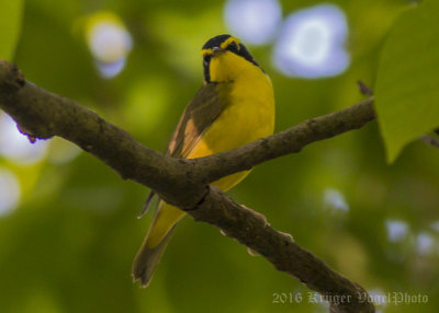 Kentucky Warbler-6084.jpg