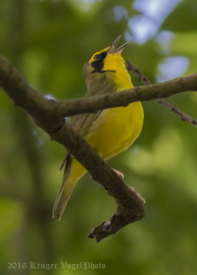 Kentucky Warbler-6111.jpg