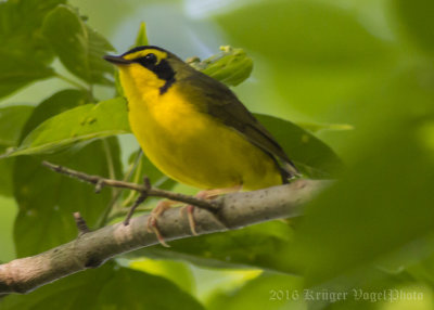 Kentucky Warbler-6130.jpg