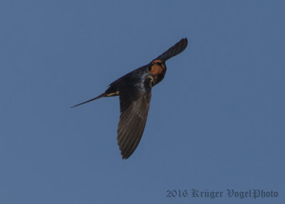 Barn Swallow-6397.jpg