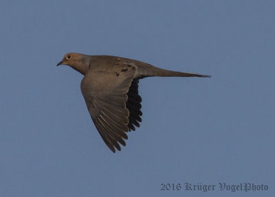 Mourning Dove-6470.jpg