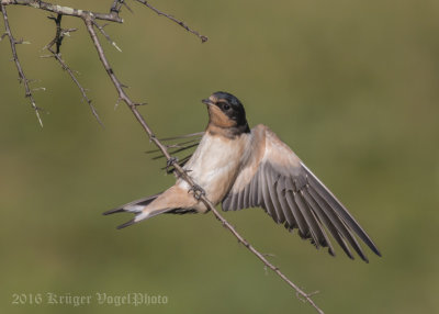 Barn Swallow (juvenile)-7145.jpg